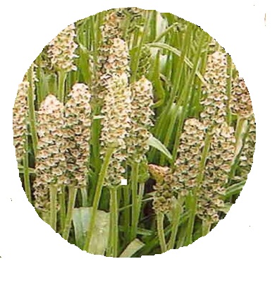 Psyllium Husk Fiber - FIBRE FOODS